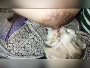 Pampered Zoohamster Delights