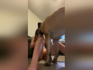 Die Puta ist auch ein gutes Freund fur den Hund, ein Paar erlebt ein intensives Abenteuer