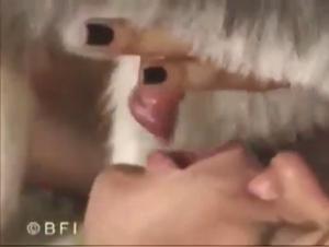 Trans woman and dog seduction: a forbidden love story for you