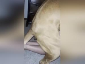 Hardcore Bestiality Sex Videos: Discover the World of Dog Sex