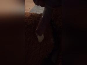 Sex video with a dog: a beastly and exciting experience