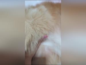 Breaking Boundaries: Unveiling the Pornvolk Realm