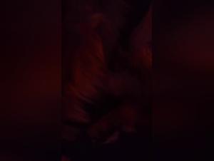 Zoophilia video with a dog and a horse