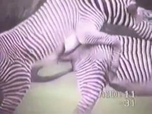 Zebra Tripped: An Exciting Bestial Experience