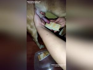 Forbidden Meeting: Woman and Dog