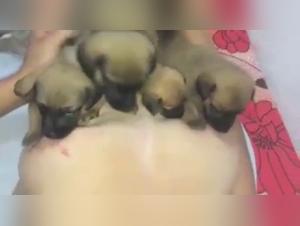 Breastfeeding prohibited: a woman and her dog