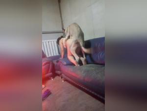 Bestiality Video: A Forbidden Experience