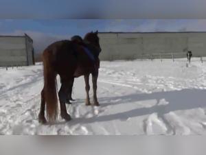 Russian Woman and Horse Hardcore Sex