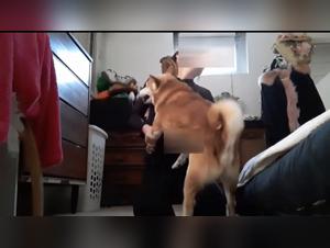 Disfruta de la mas salvaje baise con perro que has visto. Es el sexo mas loco que has visto!