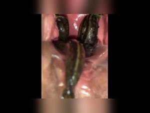 Bestiality: a woman and her dog