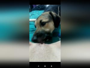 Video of Sex with a Dog