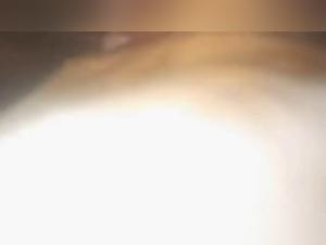 bestialzoo animals porno