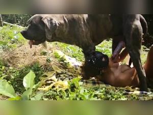 Dog Sex Video: Extreme Bestiality