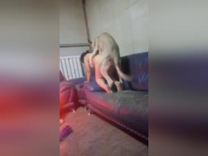 Complete Zoophilia Videos - Contact qq2645926416 for Previews