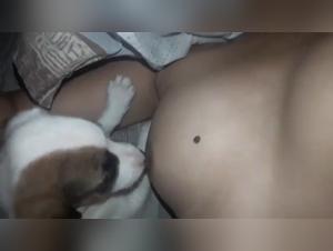 Chienne soumise et chien dans une vidéo de bestialité