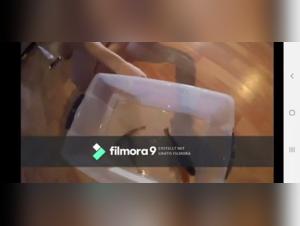 Woman and dog: a shocking bestial video