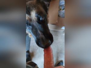 Sex video with obedient dog