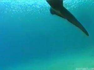 Video: Das Sexualleben von Delfinen enthullt