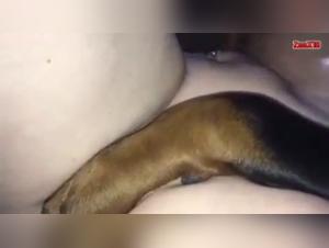 Zoophilia scene with a dog and its mistress