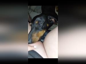 Bestialitat: Er liebt es, seinen Hund zu streicheln