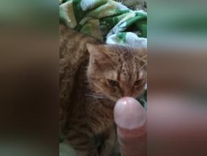 Forbidden meeting with a cat