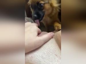 Bitches to be fucked by dogs: Dog Porn and Animal Fuck