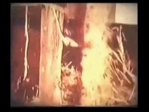 Animal XXX Hardcore: Slut screws dog in sexy hot video - Bestiality