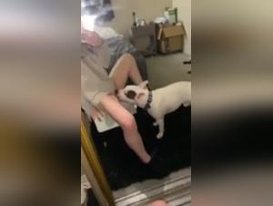 Exclusive Dog Sex Videos: Cleaning with Tongue
