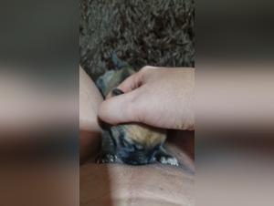 Bestiality Hentai - chica pobre de perro