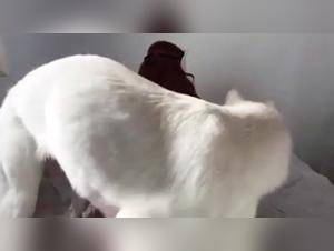 Woman and dog in shocking bestiality scene