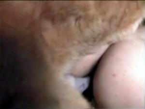 Zoophilia Bestiality Sex Video - Watch a Female Get Fucked Doggystyle