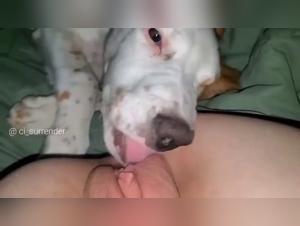 Los mejores sitios web de videos animales, sexo gay chien y bestialidad free streaming para ver videos zoofilicos sexuales