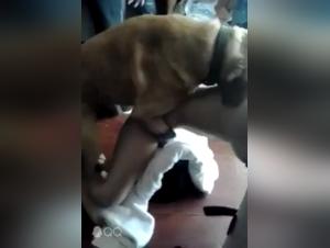 JP. and his bestial encounter