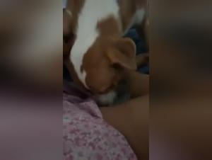 Bestiality sex video: a woman and her dog in a hard scene