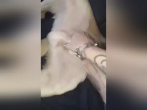 Tattooed and perverted woman: a zoophilia video not to be missed