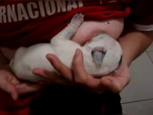 Nurse and her canine companion: a beastly encounter