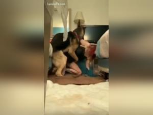 German Shepherd Sex Video