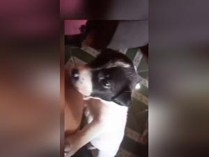 Forbidden Exploration: Dog Sex Videos