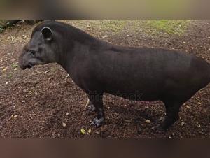 Animal Lust: Unleash Extreme Porn with Dogs & More