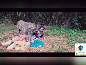 Tierische Erfahrung bei Ihrem Service