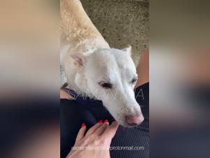 dog in heat beastiality