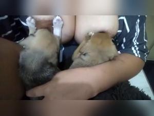 Delving into the Realm of Dog Pornography