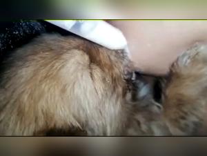 Extreme puppy breastfeeding: a shocking scene of zoophilia