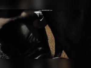 Femme en latex et chien : une vidéo de zoophilie hardcore