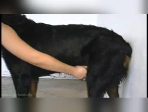 The Exotic Dog Sex Experience: A Happy Dog with a Blonde Woman Without Scruples