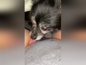 Bestiality: a woman and her dog in a shocking video