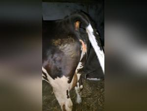 Denise Frazier's Forbidden Beast Encounters