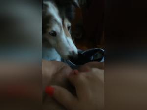 Zoophilia video: a woman and a dog in an intense relationship