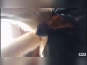 Internal resources for zoophilia enthusiasts