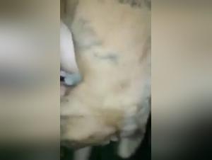 Sex with Dogs Videos - Bestiality and Zoophilia